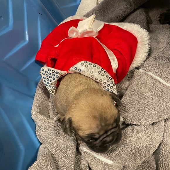 Holiday mrs Claus for cat or dog xxsmall bling collar and hat Christmas - Picture 3 of 7